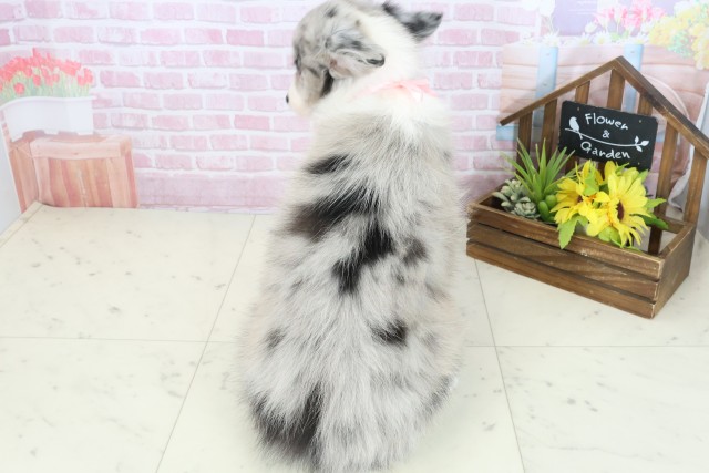 福岡県のボーダーコリー (Coo&RIKUフォレストシティ春日店/2025年11月3日生まれ/女の子/ブルーマール)の子犬の4枚目の画像