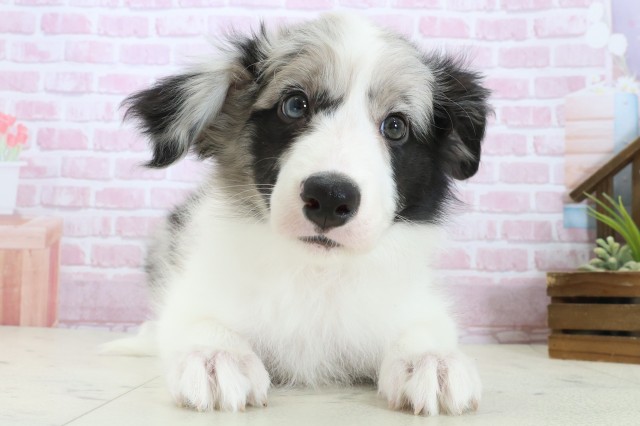 沖縄県のボーダーコリー (Coo&RIKU沖縄浦添店/2025年11月3日生まれ/女の子/ブルーマール)の子犬の1枚目の画像