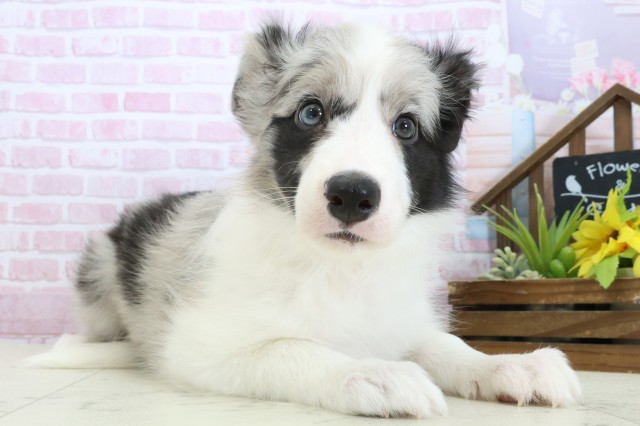 沖縄県のボーダーコリー (Coo&RIKU沖縄浦添店/2025年11月3日生まれ/女の子/ブルーマール)の子犬の2枚目の画像