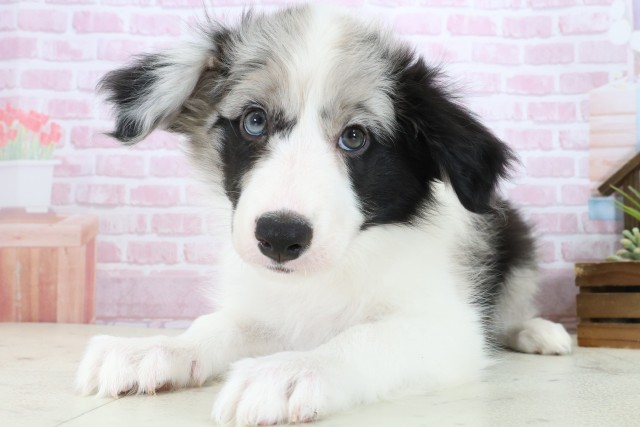 沖縄県のボーダーコリー (Coo&RIKU沖縄浦添店/2025年11月3日生まれ/女の子/ブルーマール)の子犬の3枚目の画像