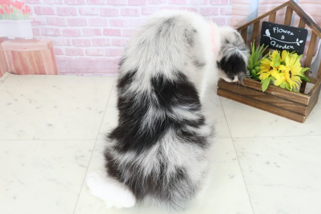 沖縄県のボーダーコリー (Coo&RIKU沖縄浦添店/2025年11月3日生まれ/女の子/ブルーマール)の子犬の4枚目の画像