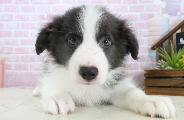 山口県のボーダーコリー (Coo&RIKUサンパークあじす店/2025年11月3日生まれ/女の子/ブルーホワイト)の子犬の1枚目の画像