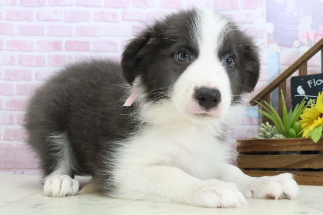 山口県のボーダーコリー (Coo&RIKUサンパークあじす店/2025年11月3日生まれ/女の子/ブルーホワイト)の子犬の2枚目の画像