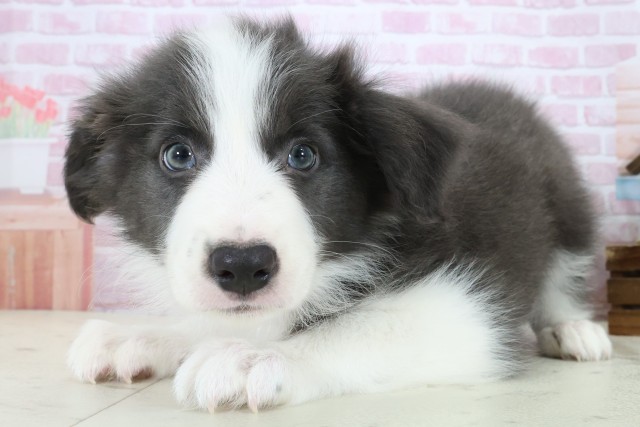 山口県のボーダーコリー (Coo&RIKUサンパークあじす店/2025年11月3日生まれ/女の子/ブルーホワイト)の子犬の3枚目の画像