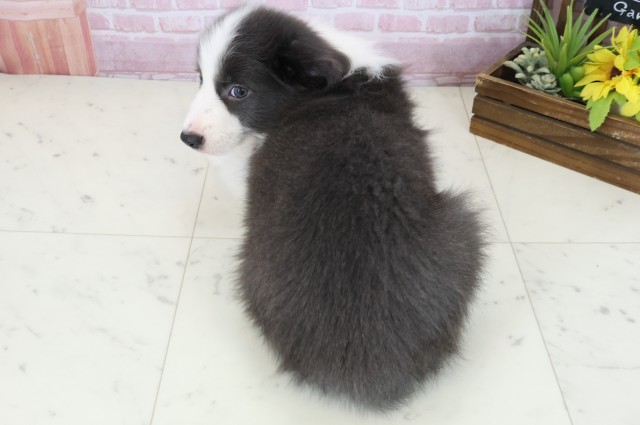 山口県のボーダーコリー (Coo&RIKUサンパークあじす店/2025年11月3日生まれ/女の子/ブルーホワイト)の子犬の4枚目の画像