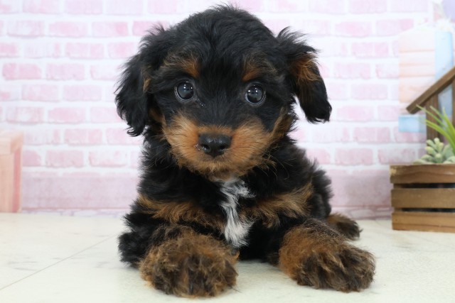 岡山県のチワプー/プーチー(チワワ×プードル) (Coo&RIKU岡山店/2025年11月3日生まれ/女の子/ブラックタンホワイト)の子犬の1枚目の画像