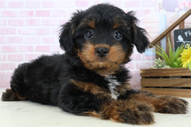 岡山県のチワプー/プーチー(チワワ×プードル) (Coo&RIKU岡山店/2025年11月3日生まれ/女の子/ブラックタンホワイト)の子犬の2枚目の画像