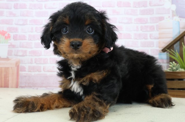 岡山県のチワプー/プーチー(チワワ×プードル) (Coo&RIKU岡山店/2025年11月3日生まれ/女の子/ブラックタンホワイト)の子犬の3枚目の画像