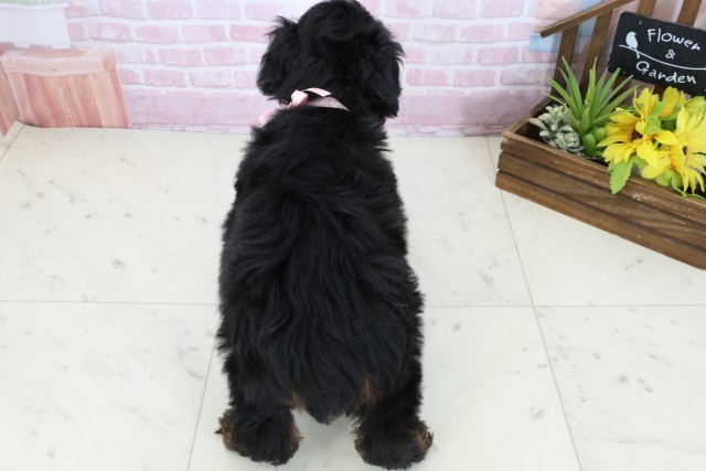 岡山県のチワプー/プーチー(チワワ×プードル) (Coo&RIKU岡山店/2025年11月3日生まれ/女の子/ブラックタンホワイト)の子犬の4枚目の画像