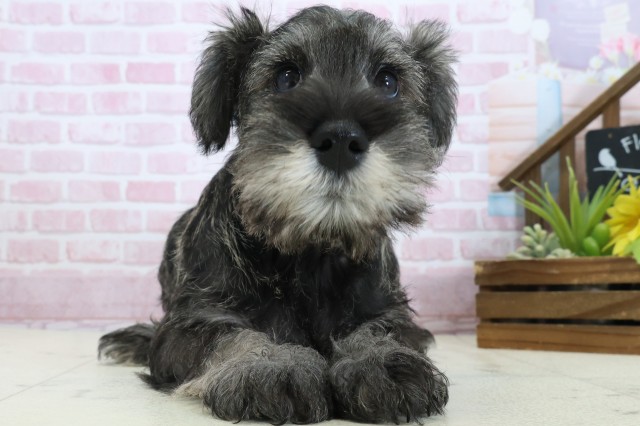 広島県のミニチュアシュナウザー (Coo&RIKU広島中央店/2025年11月3日生まれ/男の子/ソルトペッパー)の子犬の1枚目の画像