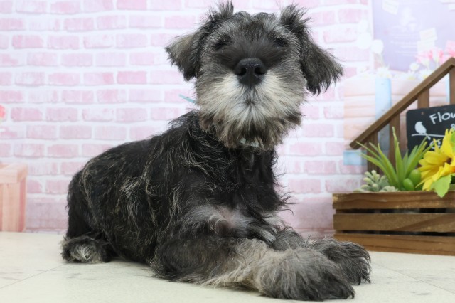 広島県のミニチュアシュナウザー (Coo&RIKU広島中央店/2025年11月3日生まれ/男の子/ソルトペッパー)の子犬の2枚目の画像