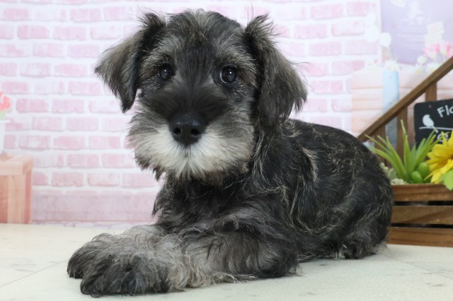 広島県のミニチュアシュナウザー (Coo&RIKU広島中央店/2025年11月3日生まれ/男の子/ソルトペッパー)の子犬の3枚目の画像