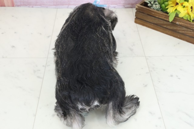 広島県のミニチュアシュナウザー (Coo&RIKU広島中央店/2025年11月3日生まれ/男の子/ソルトペッパー)の子犬の4枚目の画像