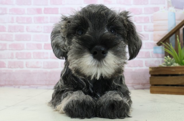 香川県のミニチュアシュナウザー (Coo&RIKU高松上福岡店/2025年11月3日生まれ/男の子/ソルトペッパー)の子犬の1枚目の画像