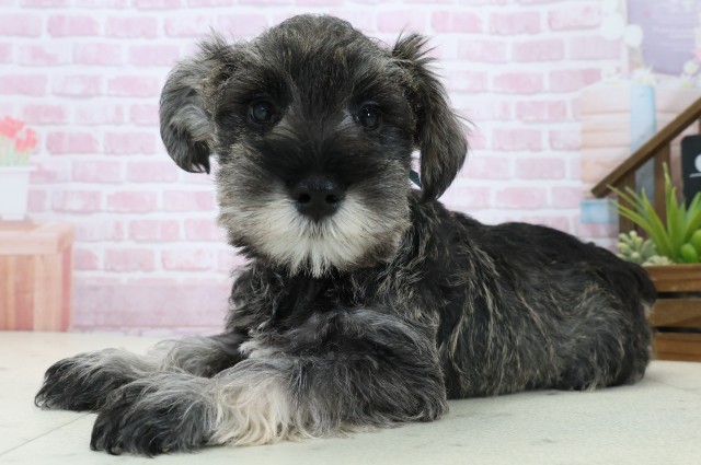 香川県のミニチュアシュナウザー (Coo&RIKU高松上福岡店/2025年11月3日生まれ/男の子/ソルトペッパー)の子犬の3枚目の画像