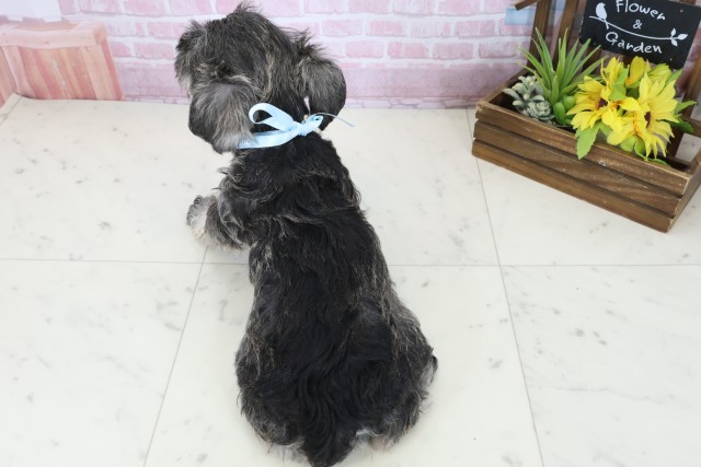 香川県のミニチュアシュナウザー (Coo&RIKU高松上福岡店/2025年11月3日生まれ/男の子/ソルトペッパー)の子犬の4枚目の画像