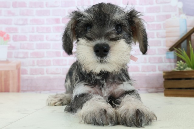 愛媛県のミニチュアシュナウザー (Coo&RIKUイオンタウン川之江店/2025年11月3日生まれ/女の子/ソルトペッパー)の子犬の1枚目の画像