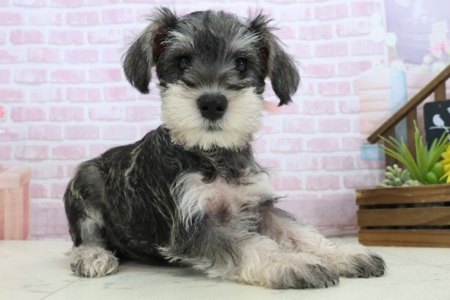 愛媛県のミニチュアシュナウザー (Coo&RIKUイオンタウン川之江店/2025年11月3日生まれ/女の子/ソルトペッパー)の子犬の2枚目の画像