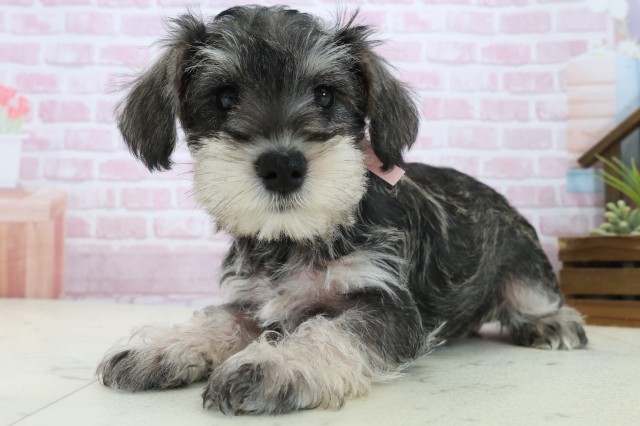 愛媛県のミニチュアシュナウザー (Coo&RIKUイオンタウン川之江店/2025年11月3日生まれ/女の子/ソルトペッパー)の子犬の3枚目の画像