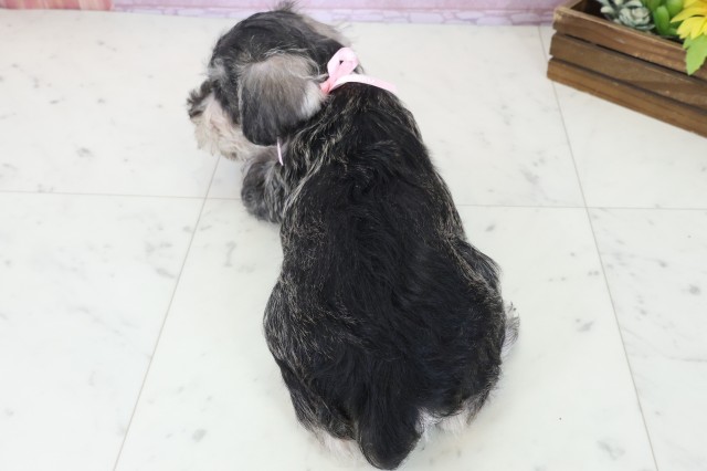 愛媛県のミニチュアシュナウザー (Coo&RIKUイオンタウン川之江店/2025年11月3日生まれ/女の子/ソルトペッパー)の子犬の4枚目の画像