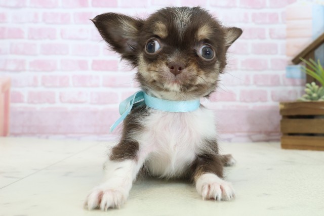 愛媛県のチワワ(ロング) (Coo&RIKUイオンタウン川之江店/2025年11月3日生まれ/男の子/チョコレートタンホワイト)の子犬の1枚目の画像