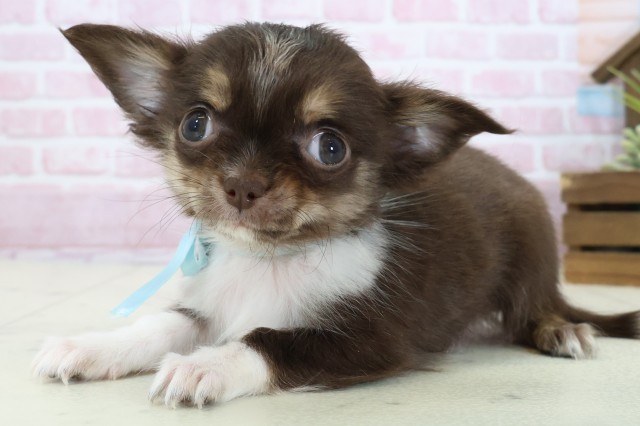 愛媛県のチワワ(ロング) (Coo&RIKUイオンタウン川之江店/2025年11月3日生まれ/男の子/チョコレートタンホワイト)の子犬の3枚目の画像