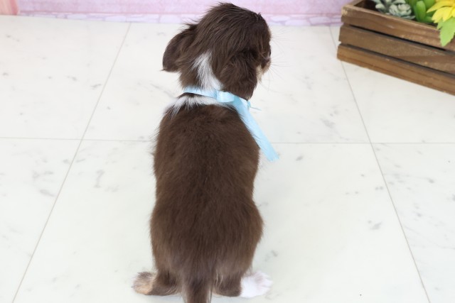 愛媛県のチワワ(ロング) (Coo&RIKUイオンタウン川之江店/2025年11月3日生まれ/男の子/チョコレートタンホワイト)の子犬の4枚目の画像