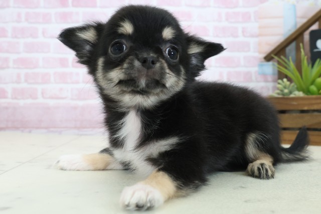 鳥取県のチワワ(ロング) (Coo&RIKUラ・ムー鳥取東店/2025年11月3日生まれ/女の子/ブラックタンホワイト)の子犬の3枚目の画像