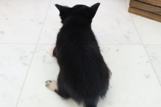 鳥取県のチワワ(ロング) (Coo&RIKUラ・ムー鳥取東店/2025年11月3日生まれ/女の子/ブラックタンホワイト)の子犬の4枚目の画像