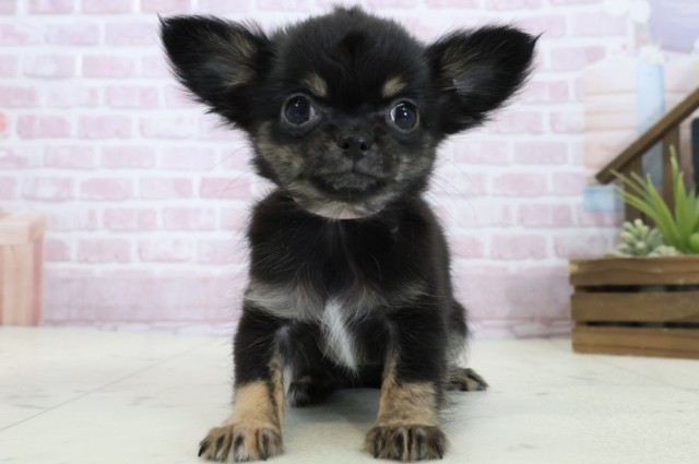 愛媛県のチワワ(ロング) (Coo&RIKUイオンタウン川之江店/2025年11月3日生まれ/女の子/ブラックタンホワイト)の子犬の1枚目の画像