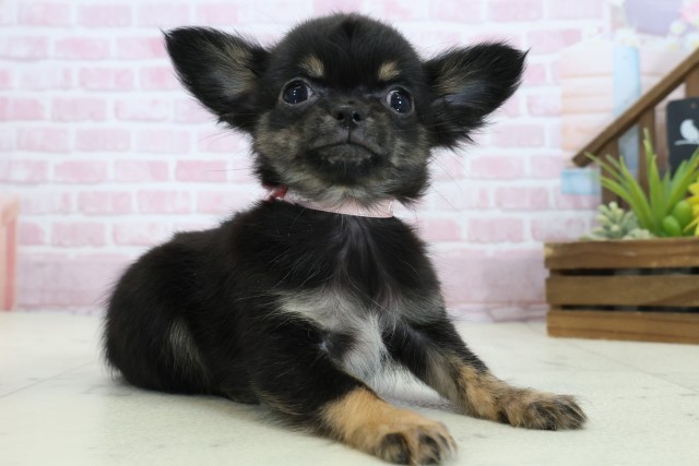 愛媛県のチワワ(ロング) (Coo&RIKUイオンタウン川之江店/2025年11月3日生まれ/女の子/ブラックタンホワイト)の子犬の2枚目の画像