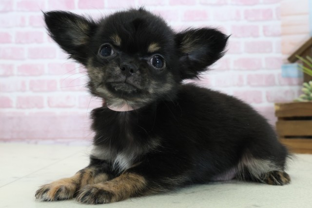 愛媛県のチワワ(ロング) (Coo&RIKUイオンタウン川之江店/2025年11月3日生まれ/女の子/ブラックタンホワイト)の子犬の3枚目の画像