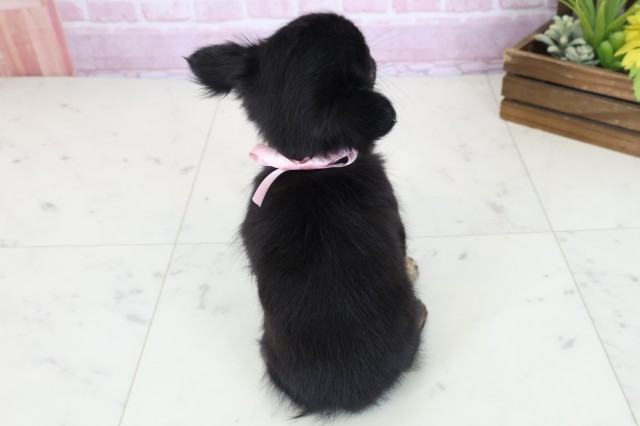 愛媛県のチワワ(ロング) (Coo&RIKUイオンタウン川之江店/2025年11月3日生まれ/女の子/ブラックタンホワイト)の子犬の4枚目の画像