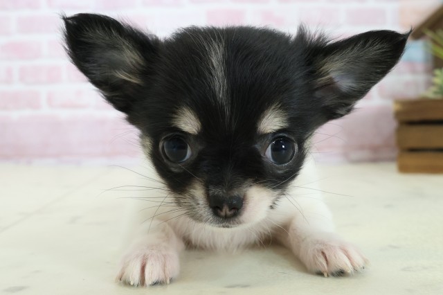 広島県のチワワ(ロング) (Coo&RIKU広島中央店/2025年11月3日生まれ/女の子/ブラックタンホワイト)の子犬の1枚目の画像