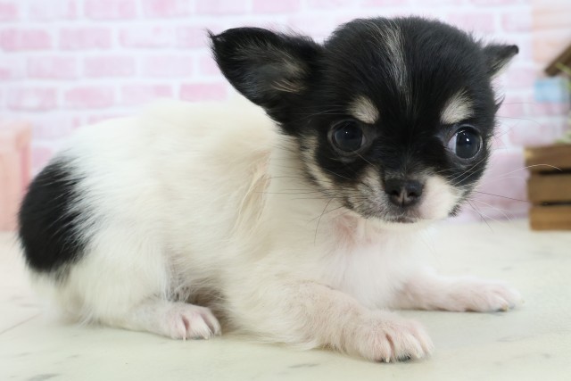 広島県のチワワ(ロング) (Coo&RIKU広島中央店/2025年11月3日生まれ/女の子/ブラックタンホワイト)の子犬の2枚目の画像