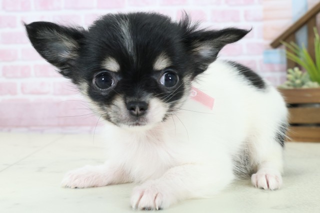 広島県のチワワ(ロング) (Coo&RIKU広島中央店/2025年11月3日生まれ/女の子/ブラックタンホワイト)の子犬の3枚目の画像