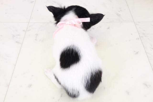 広島県のチワワ(ロング) (Coo&RIKU広島中央店/2025年11月3日生まれ/女の子/ブラックタンホワイト)の子犬の4枚目の画像