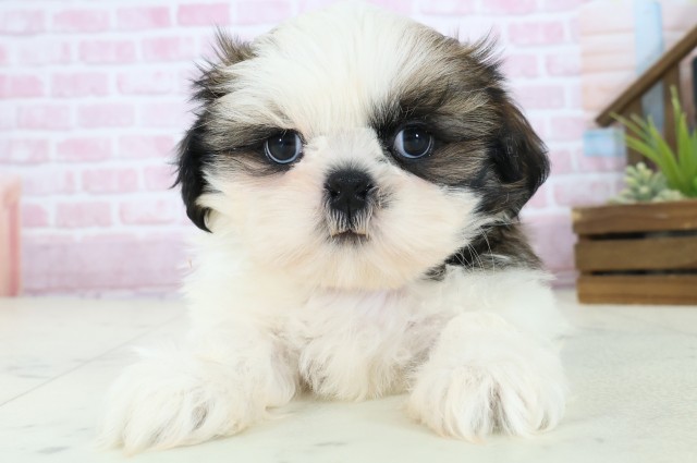 山口県のシーズー (Coo&RIKUサンパークあじす店/2025年11月4日生まれ/男の子/ゴールドホワイト)の子犬の1枚目の画像