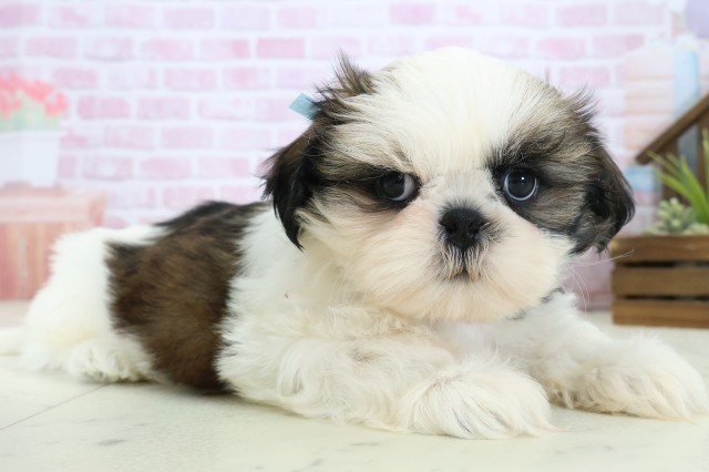 山口県のシーズー (Coo&RIKUサンパークあじす店/2025年11月4日生まれ/男の子/ゴールドホワイト)の子犬の2枚目の画像