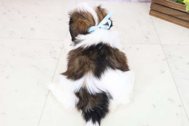 山口県のシーズー (Coo&RIKUサンパークあじす店/2025年11月4日生まれ/男の子/ゴールドホワイト)の子犬の4枚目の画像