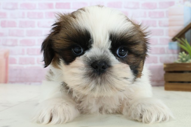 岡山県のシーズー (Coo&RIKU岡山店/2025年11月4日生まれ/男の子/ゴールドホワイト)の子犬の1枚目の画像