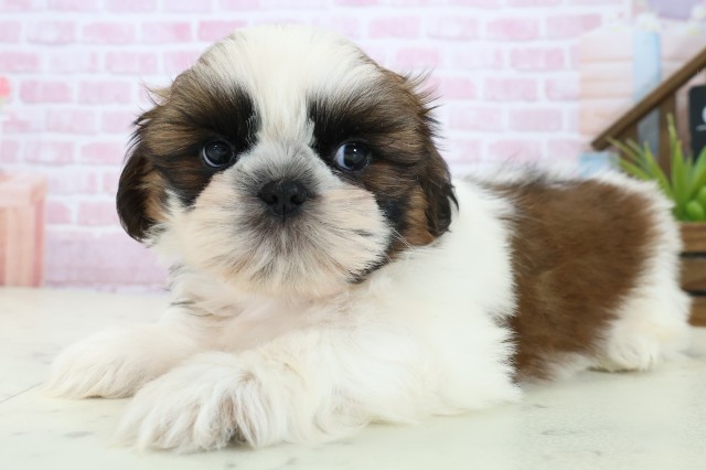 岡山県のシーズー (Coo&RIKU岡山店/2025年11月4日生まれ/男の子/ゴールドホワイト)の子犬の3枚目の画像