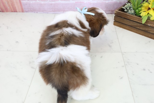 岡山県のシーズー (Coo&RIKU岡山店/2025年11月4日生まれ/男の子/ゴールドホワイト)の子犬の4枚目の画像