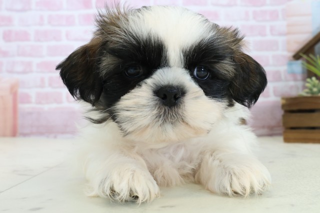 広島県のシーズー (Coo&RIKU東広島店/2025年11月4日生まれ/男の子/ゴールドホワイト)の子犬の1枚目の画像