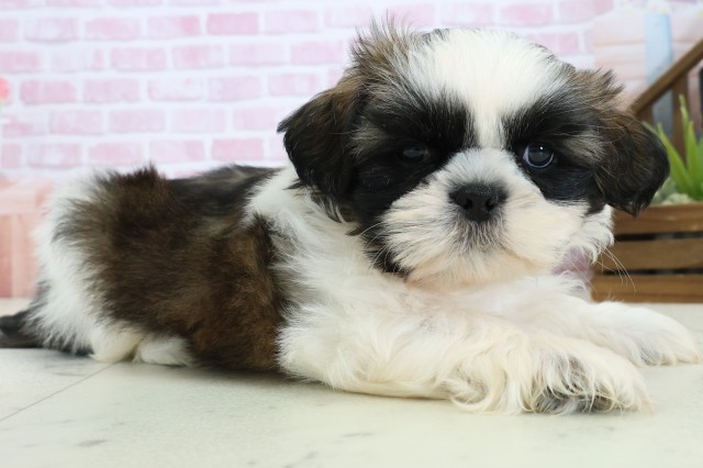 広島県のシーズー (Coo&RIKU東広島店/2025年11月4日生まれ/男の子/ゴールドホワイト)の子犬の2枚目の画像