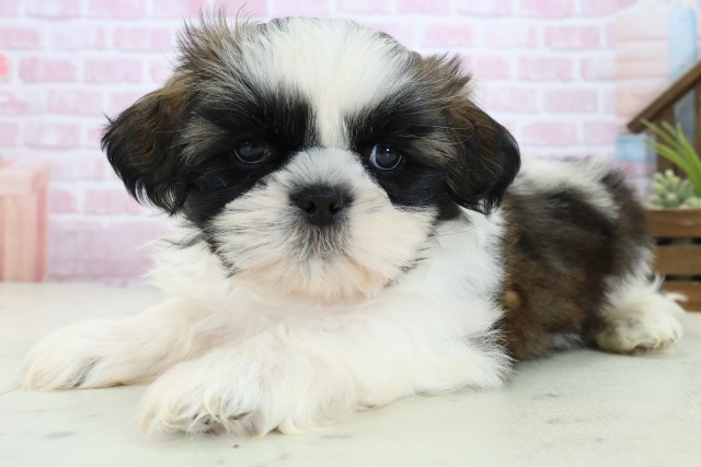 広島県のシーズー (Coo&RIKU東広島店/2025年11月4日生まれ/男の子/ゴールドホワイト)の子犬の3枚目の画像