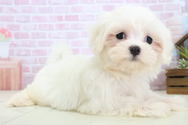 広島県のマルチーズ (Coo&RIKU広島中央店/2025年11月4日生まれ/男の子/ホワイト)の子犬の2枚目の画像