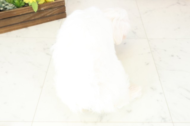 広島県のマルチーズ (Coo&RIKU広島中央店/2025年11月4日生まれ/男の子/ホワイト)の子犬の4枚目の画像