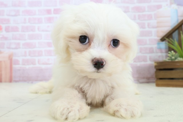 広島県のマルチーズ (Coo&RIKU広島北店/2025年11月4日生まれ/男の子/ホワイト)の子犬の1枚目の画像