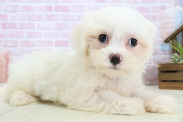 広島県のマルチーズ (Coo&RIKU広島北店/2025年11月4日生まれ/男の子/ホワイト)の子犬の2枚目の画像